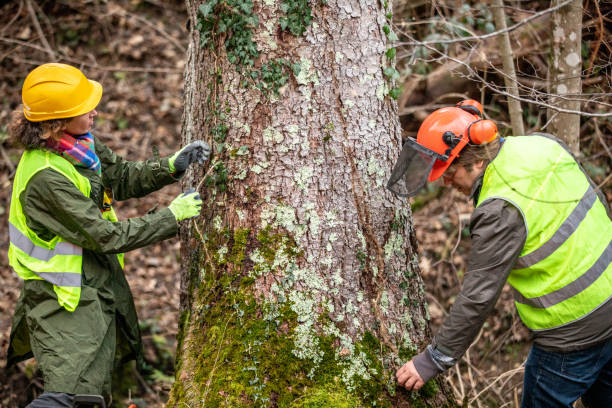 Best Arborist Consultation Services  in , CA