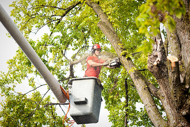 Best Tree Preservation Services  in , CA